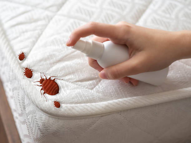 Best Bed Bug Extermination  in San Jacinto, CA